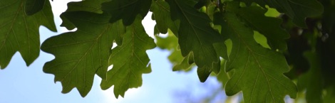 Green oak leaves against blue sky